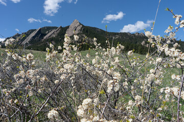 Mountain Flowers