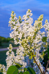 White lilac flowers