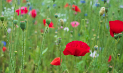 Colourful wild flowers, including poppies planted on a roadside verge in the London Borough of Hillingdon, UK. The wild flowers are planted to support wildlife.