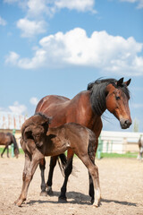 Bay horse protecting her baby foal in a paddock