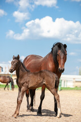 Bay horse protecting her baby foal in a paddock