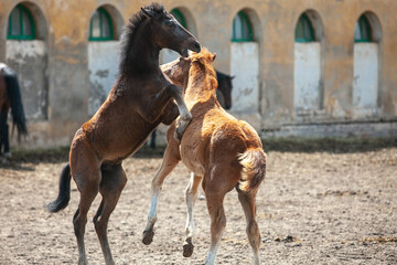 Two little Orlov trotter foals playing in a paddock on a sunny day