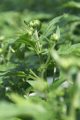 Chrysantemum flowers growing in a Dutch greenhouse