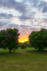 Fototapeta na wymiar Sunset in the lilac garden