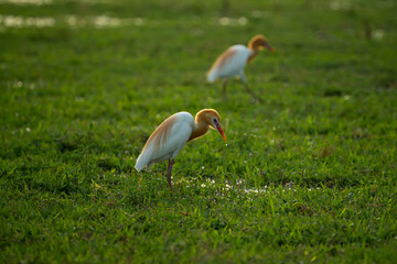 cattle egret drinking water in puddle