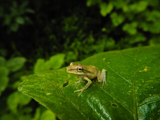 Common Indian tree frog on a green leaf kerala , polypedates maculatus 