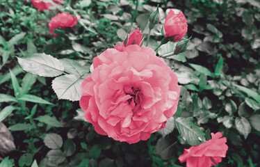 Romantic flowers for banner concept