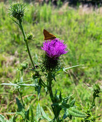 Macro orange Aaron's Skipper Poanes aaroni butterfly on pink Cirsium thistle 