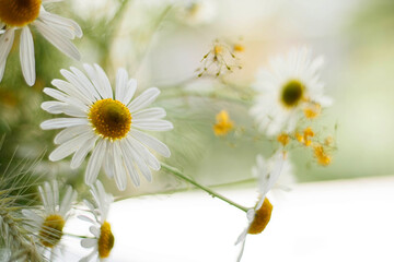 daisies in a vase