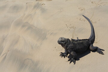 lizard on the beach