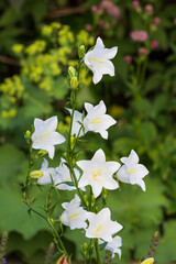weiße Glockenblumen im Sommergarten Campanula persicifolia