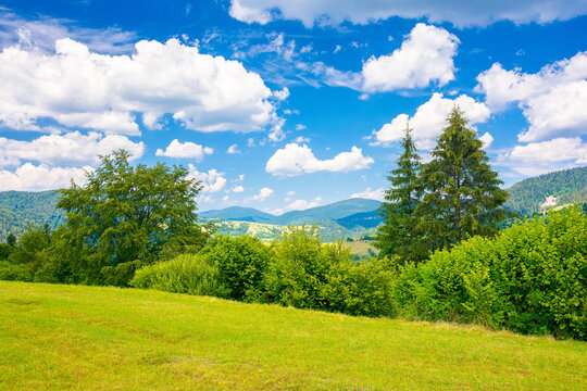 countryside summer landscape in mountains. trees on the grassy meadow. rural fields on the distant hills. sunny scenery with fluffy clouds on the blue sky