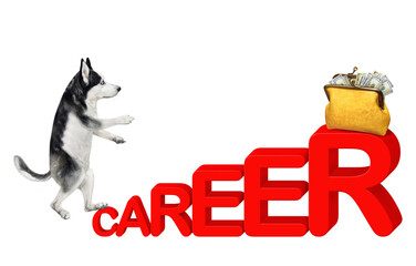 A dog husky businessman climbs a red stairs that made from the word career to success. White background. Isolated. © iridi66