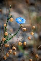 Austrian flax. A beautiful wild flower on a natural blurred background.