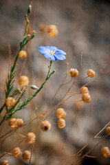 Austrian flax. A beautiful wild flower on a natural blurred background.