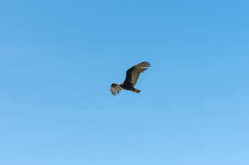 Pacific Coast raptors