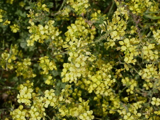 Yellow little wild mustard flowers in a meadow on a sunny summer day. An agricultural plant of the cruciferous family in natural conditions. Seasonings for a vegetarian diet.