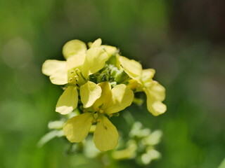 Yellow little wild mustard flowers in a meadow on a sunny summer day. An agricultural plant of the cruciferous family in natural conditions. Seasonings for a vegetarian diet.