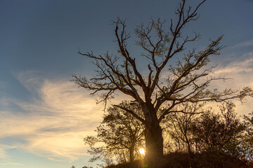 Fototapeta na wymiar Enterolobium contorstisiliquum tree silhouette in natural farms area.