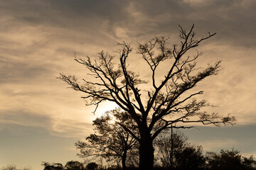 Enterolobium contorstisiliquum tree silhouette in natural farms area.