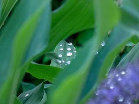 Lily Of The Valley