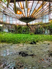 Greenhouse of aquatic tropical plants.
Greenhouse for aquatic plants with a piece reservoir. Water lily, glechik, duckweed, agave
