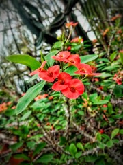 Red milkweed flowers.
Succulent perennial plant Euphorbia beautiful blooms with beautiful red flowers. Shrub in the botanical garden. Greenhouse tropical plants
