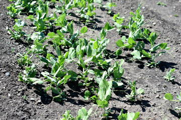 Pea seedlings in the garden in spring