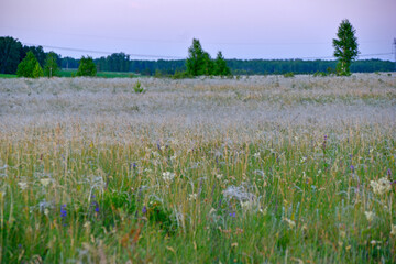 A yellow field with flowers and a forest on the horizon