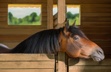 Horse is standing in a stall and stretching its neck.