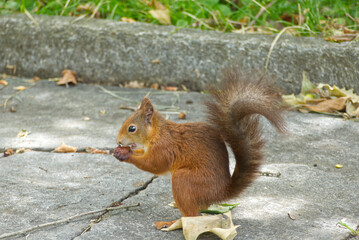 Red Squirrel sitting on stone path in Zurich, Switzerland