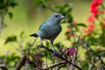 The sayaca tanager (Thraupis sayaca) is a species of bird in the family Thraupidae, the tanagers.