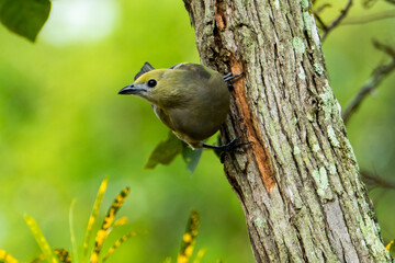 The sayaca tanager (Thraupis sayaca) is a species of bird in the family Thraupidae, the tanagers.