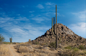 Saguaro Cactus And Rock Formation Along Desert Trail