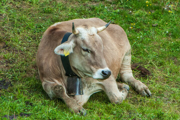 Young alpine brown cow with  horns and bell laying in green meadow