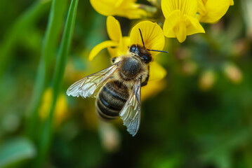 Close-up hard-working alpine mountain bee on a yellow lotus corniculatus or birdsfoot deervetch