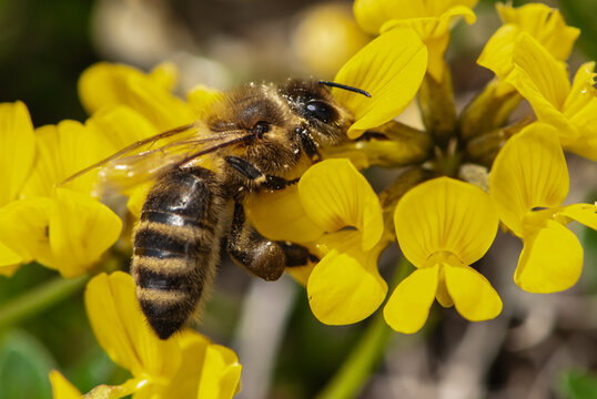 Close-up hard-working alpine mountain bee on a yellow lotus corniculatus or birdsfoot deervetch
