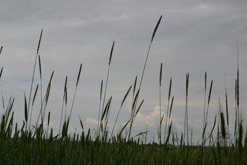 Ears of wheat against the blue sky. Close-up.