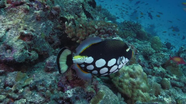 4K underwater shot of clown triggerfish Balistoides conspicillum or bigspotted triggerfish, Scuba diving in Maldives, marine life