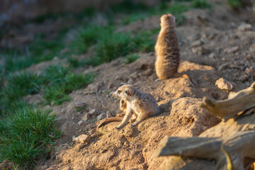 The meerkat stands on the sand and watches the surroundings. The background is blurred by photographic technique.