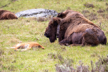 Bison (Bison bison) calf and its mom with a radio collar resting in Yellowstone National Park in May