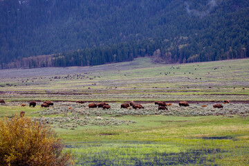 Fototapeta na wymiar Bison (Bison bison) at Lamar Valley in Yellowstone National Park in May