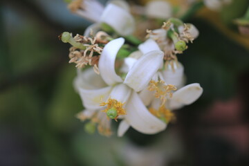 Fototapeta na wymiar tree blossom, lemon blossom