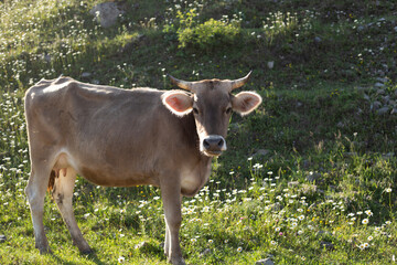 Cow portrait on green grass
