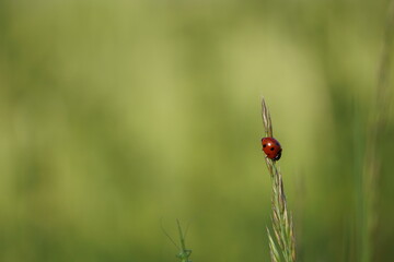 Marienk&auml;fer auf Grashalm
