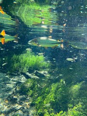 Fototapeta na wymiar fish in the aquarium