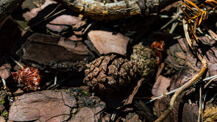 Close-up image of a pine cone on the ground