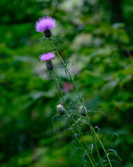 Thistle blooming with bright purple flowers