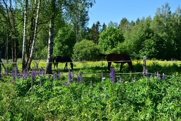 horses graze in a meadow, a summer day