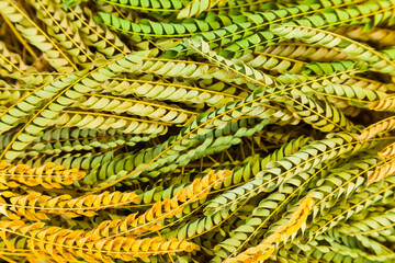 A background of fallen, wilted twigs with acacia leaves.